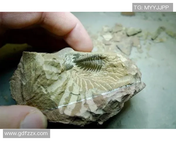 足球化石的发现与研究揭示了古代文明对足球运动的热爱与传承 足球化石的发现与研究揭示了古代文明对足球运动的热爱与传承